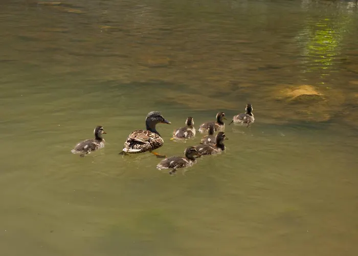 Sosyete Cobani Dogal Yasam